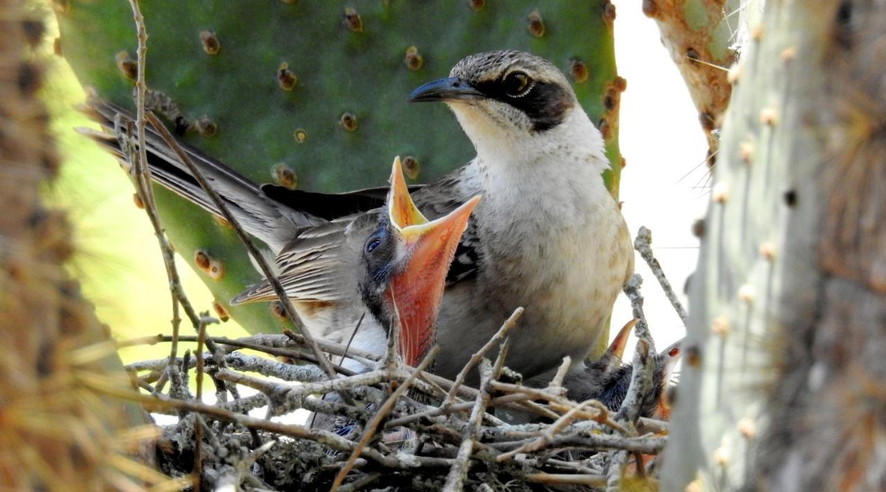 Cormorant Beach House Bed & Breakfast Puerto Villamil Luaran gambar