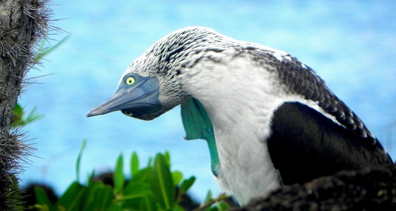 Cormorant Beach House Bed & Breakfast Puerto Villamil Luaran gambar